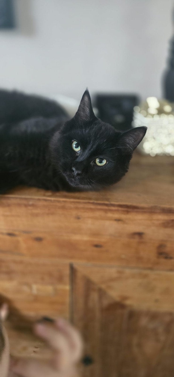 maine coon katten met krabpaal en electrische kattenbak, Kater