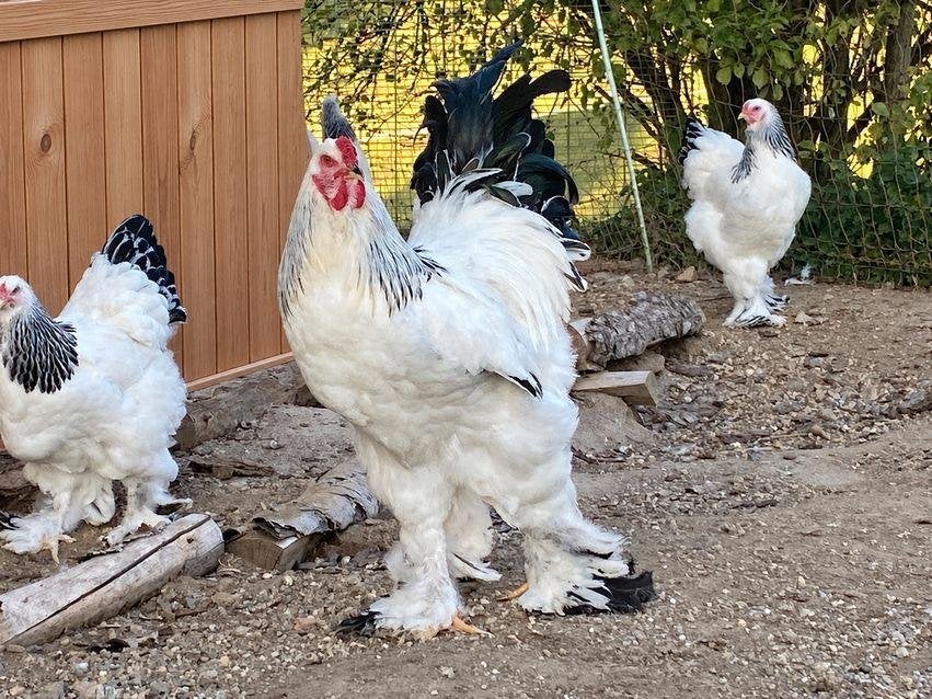 Brahma broedeieren zwart wit columbia groot ras, Dieren en Toebehoren, Verzenden, Nieuw, Kippenhok of Kippenren