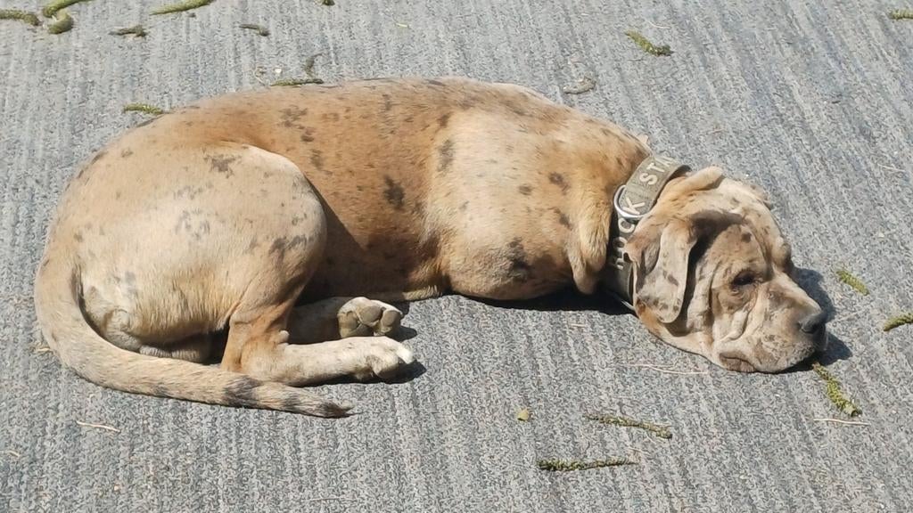 Dekreu American Bully XL isabel merle ABKC Stamboom, Dieren en Toebehoren, Reu, 1 tot 2 jaar, Parvo, Eén hond