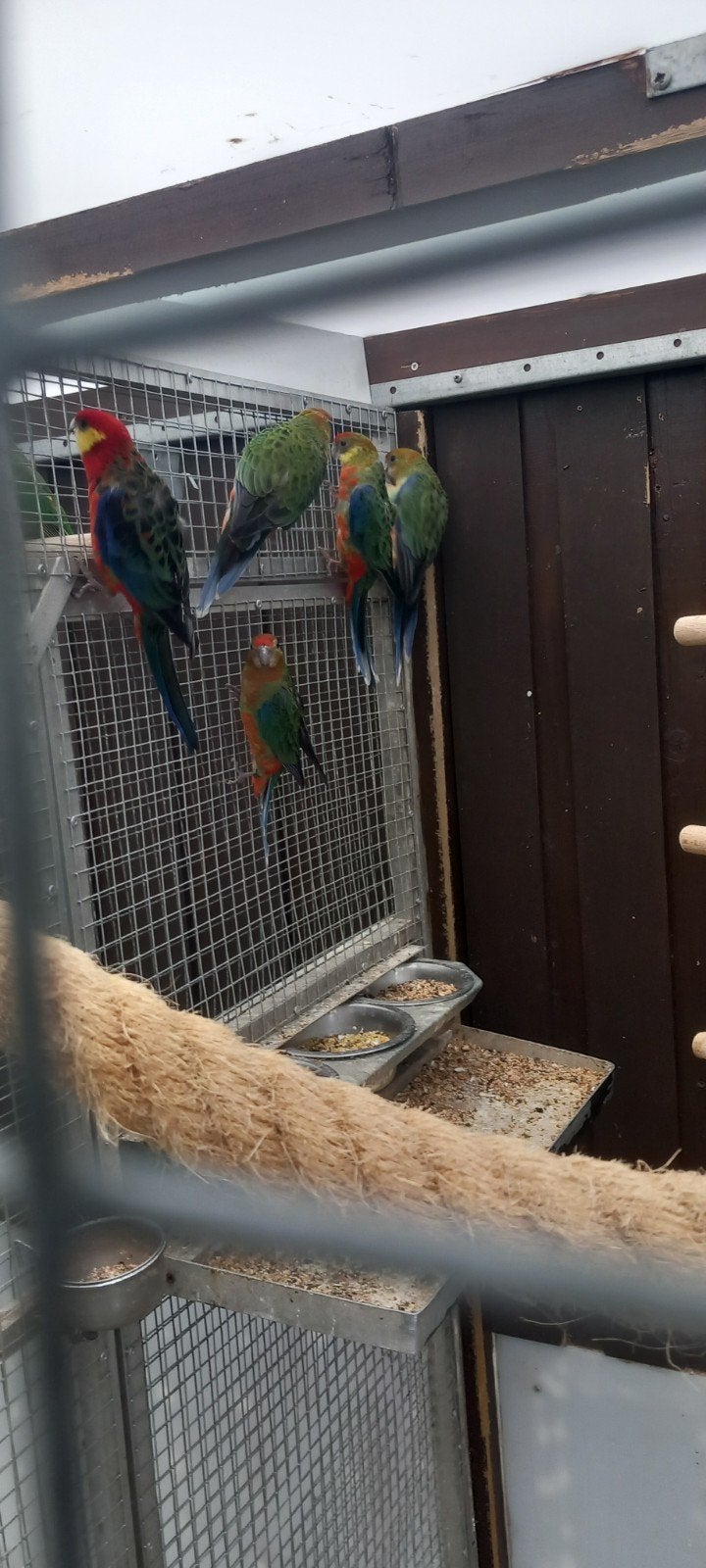 Koppel stanleys, Meerdere dieren, Parkiet