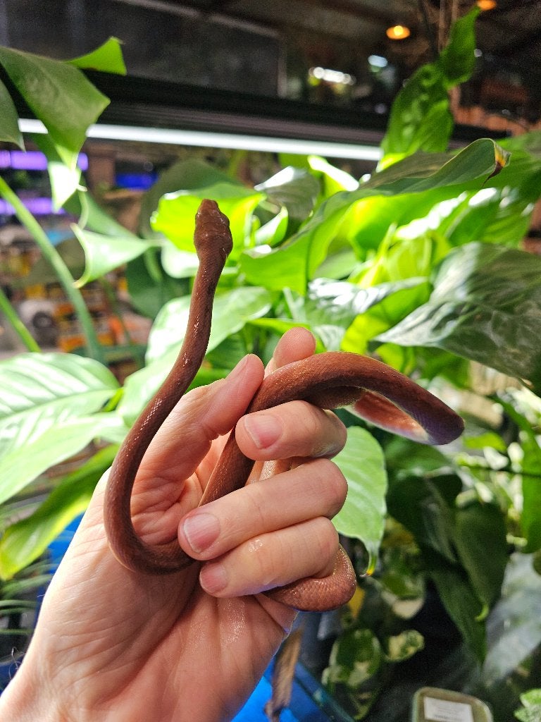 Morelia Amethistina ''merauke'' - Amethist python, Slang, 0 tot 2 jaar