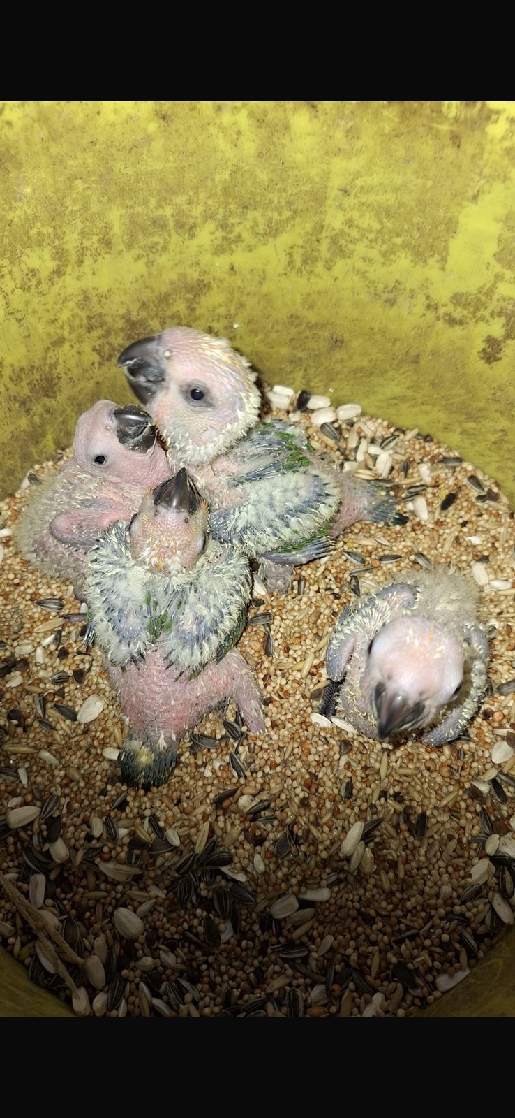 zonparkieten / jedaya arginatas, Dieren en Toebehoren, Ophalen of Verzenden, Nieuw, Metaal, Vogelkooi