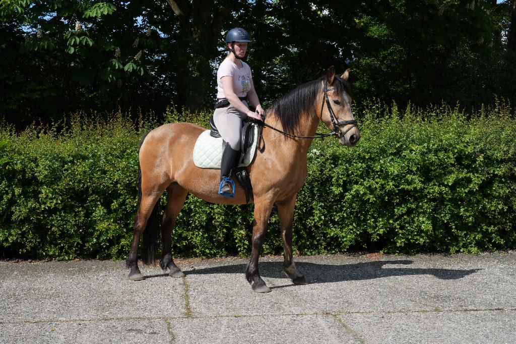 valk pony, Dieren en Toebehoren, Dressuurpony, 7 tot 10 jaar, Merrie, E pony (1.48m - 1.57m)