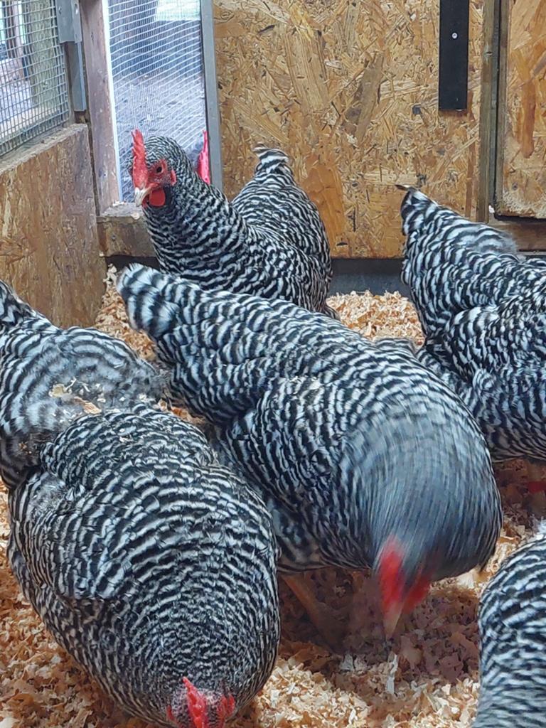 Amrock broedeieren groot, Dieren en Toebehoren, Pluimvee, Kip, Geslacht onbekend