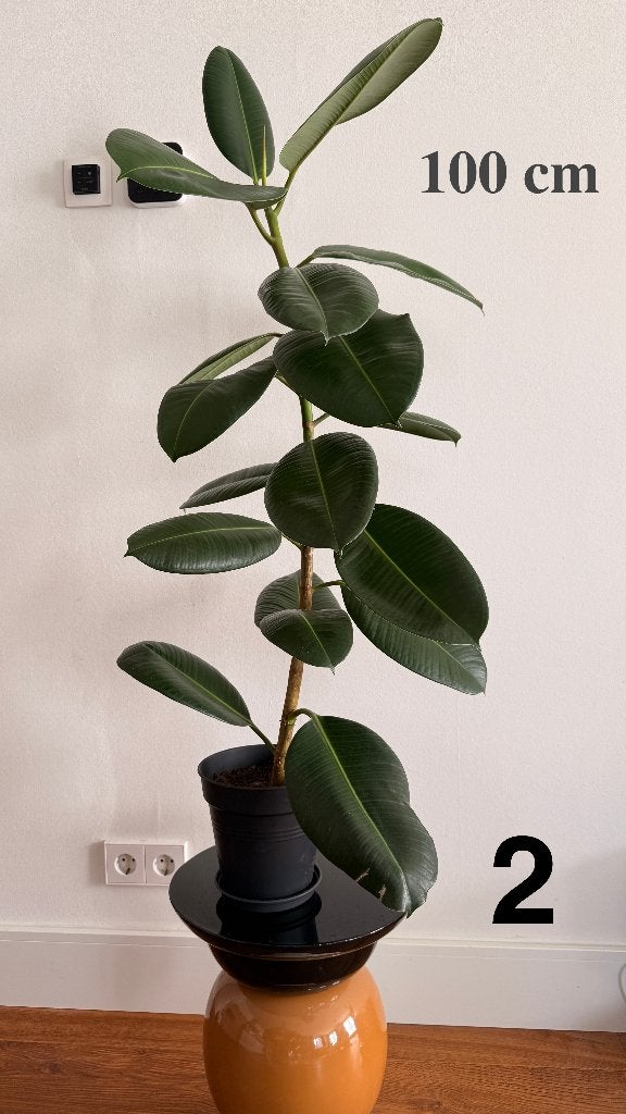 Ficus elastica rubberboom — zelf opgekweekt, 50 tot 110 cm, Ophalen, Ficus, Halfschaduw, Minder dan 100 cm