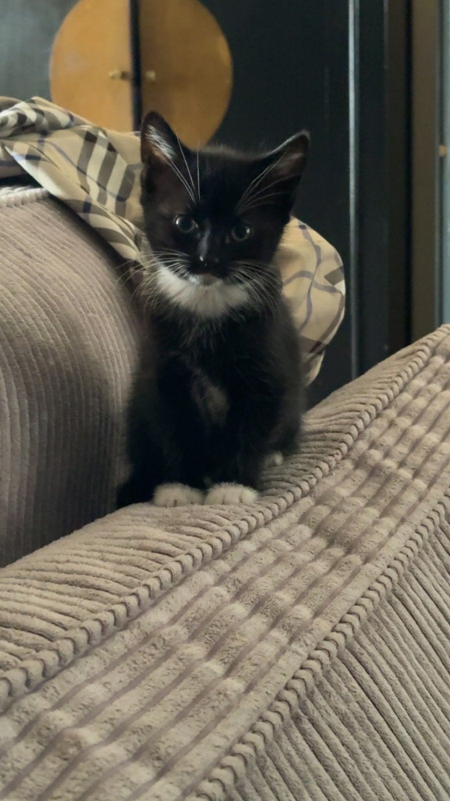 Kittens, Dieren en Toebehoren, Meerdere dieren, Kortharig, 0 tot 2 jaar