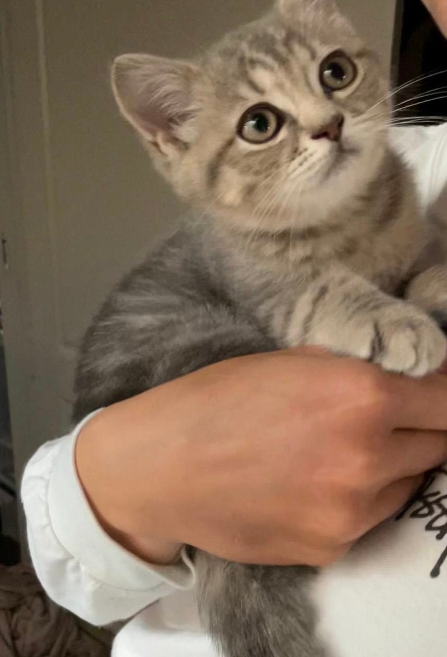 Raszuiver Britse korthaar kitten katertje mag  verhuizen, Dieren en Toebehoren, Katten en Kittens | Raskatten | Korthaar, Kater