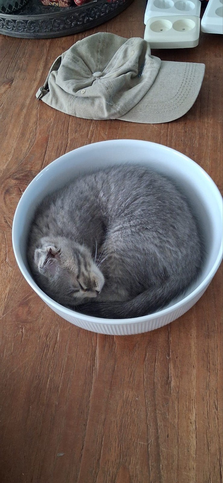 Super lief katertje* kruising britsekorthaar., Kater, Kortharig, 0 tot 2 jaar