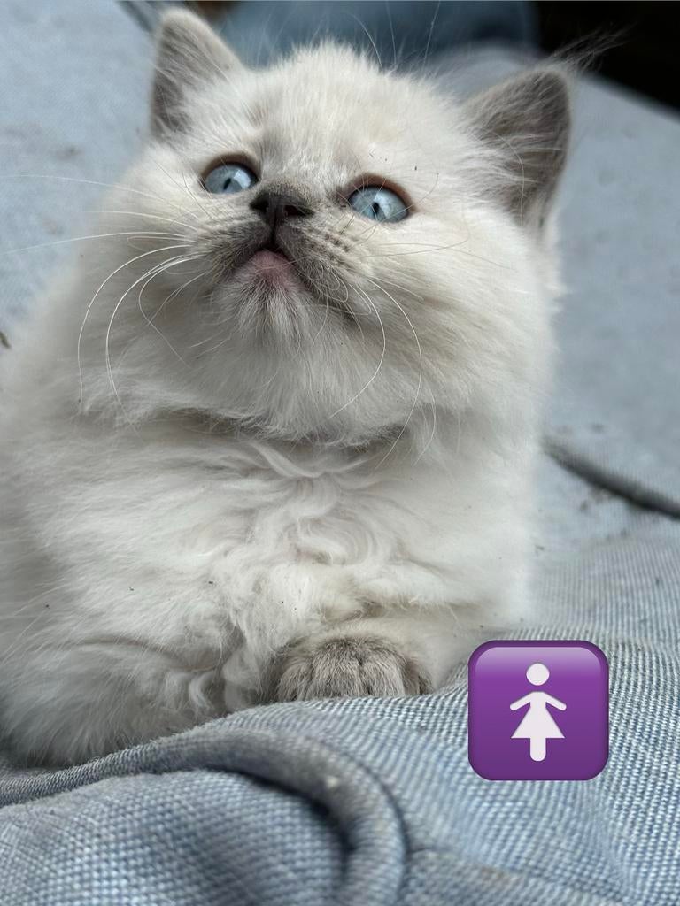 Raszuivere ragdoll kitten + garantie en proefperiode, Dieren en Toebehoren, Katten en Kittens | Raskatten | Langhaar, Meerdere dieren