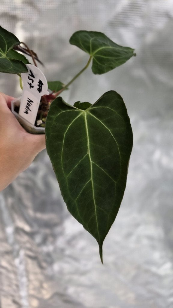 Anthurium Blue Papillilaminum x (Muchlis x Papillilaminum), Ophalen of Verzenden, Volle zon, Minder dan 100 cm