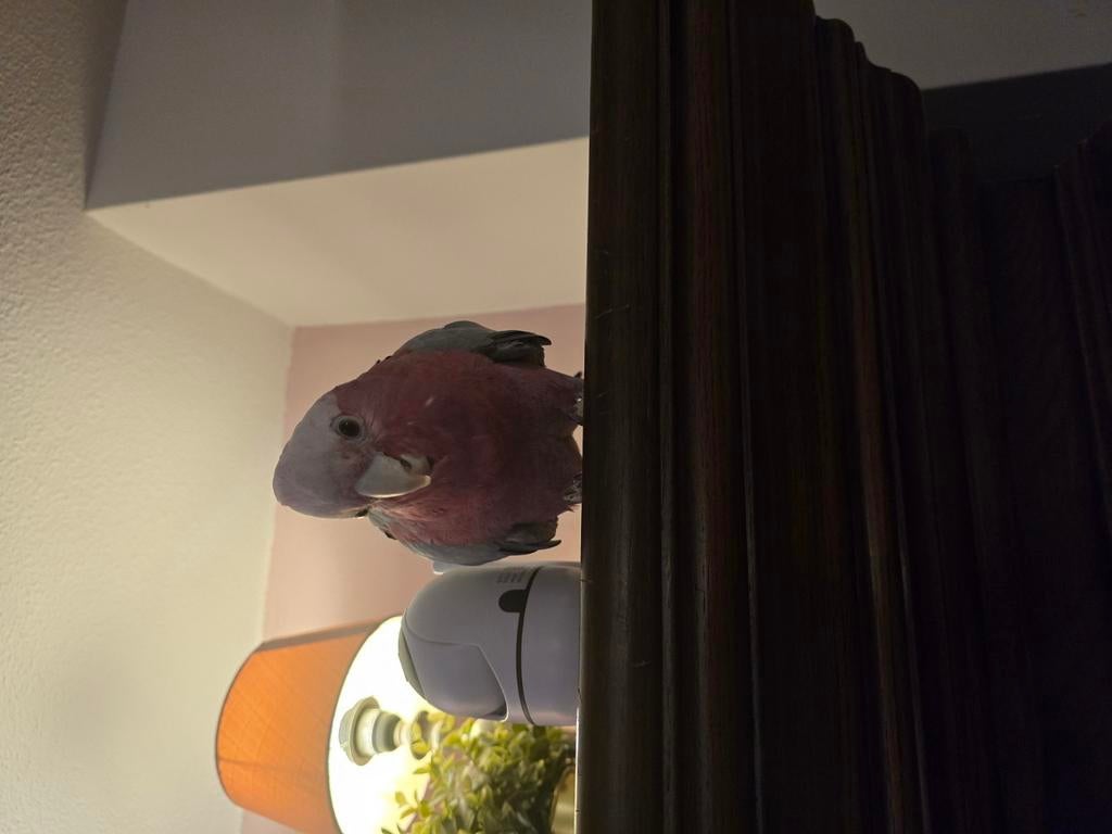 Rose kaketoe, Dieren en Toebehoren, Vogels | Parkieten en Papegaaien, Vrouwelijk, Papegaai