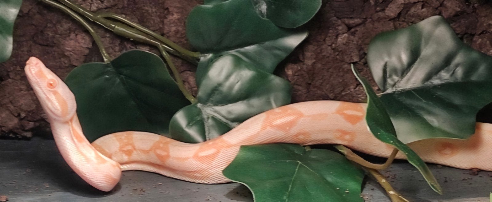 Koppeltje Boa's 300€.  wegens beëindigen Boa Constrictor - male for sale from Joan
