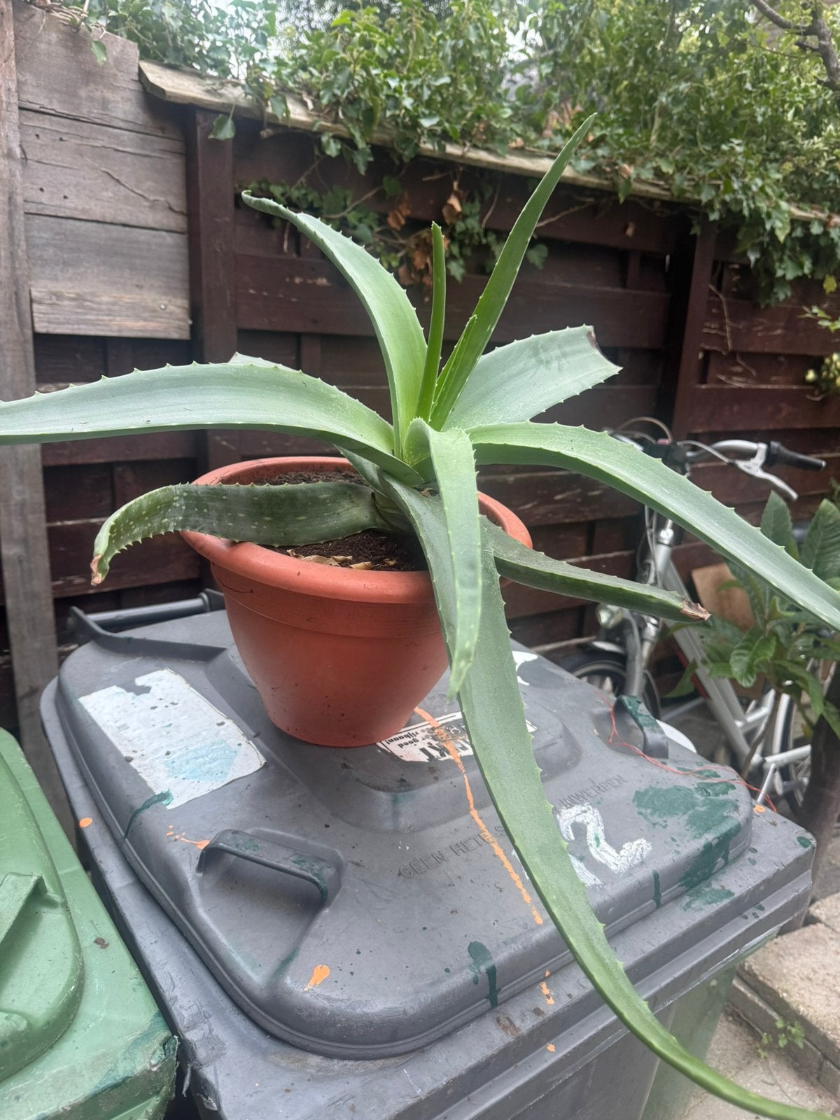 Aloe vera plant, Ophalen, Overige soorten, Volle zon