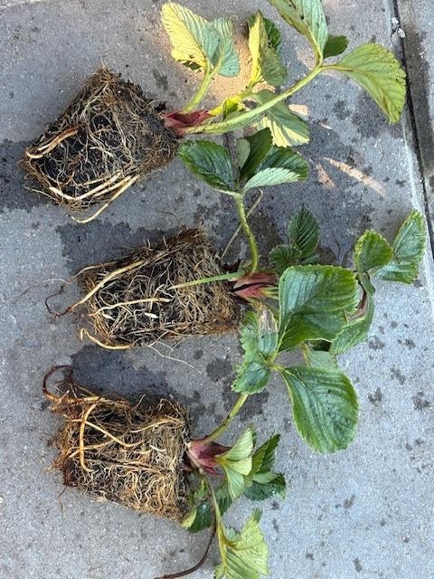 nog enkele aardbei stekken te koop, Ophalen of Verzenden, Vaste plant, Fruitplanten, Volle zon