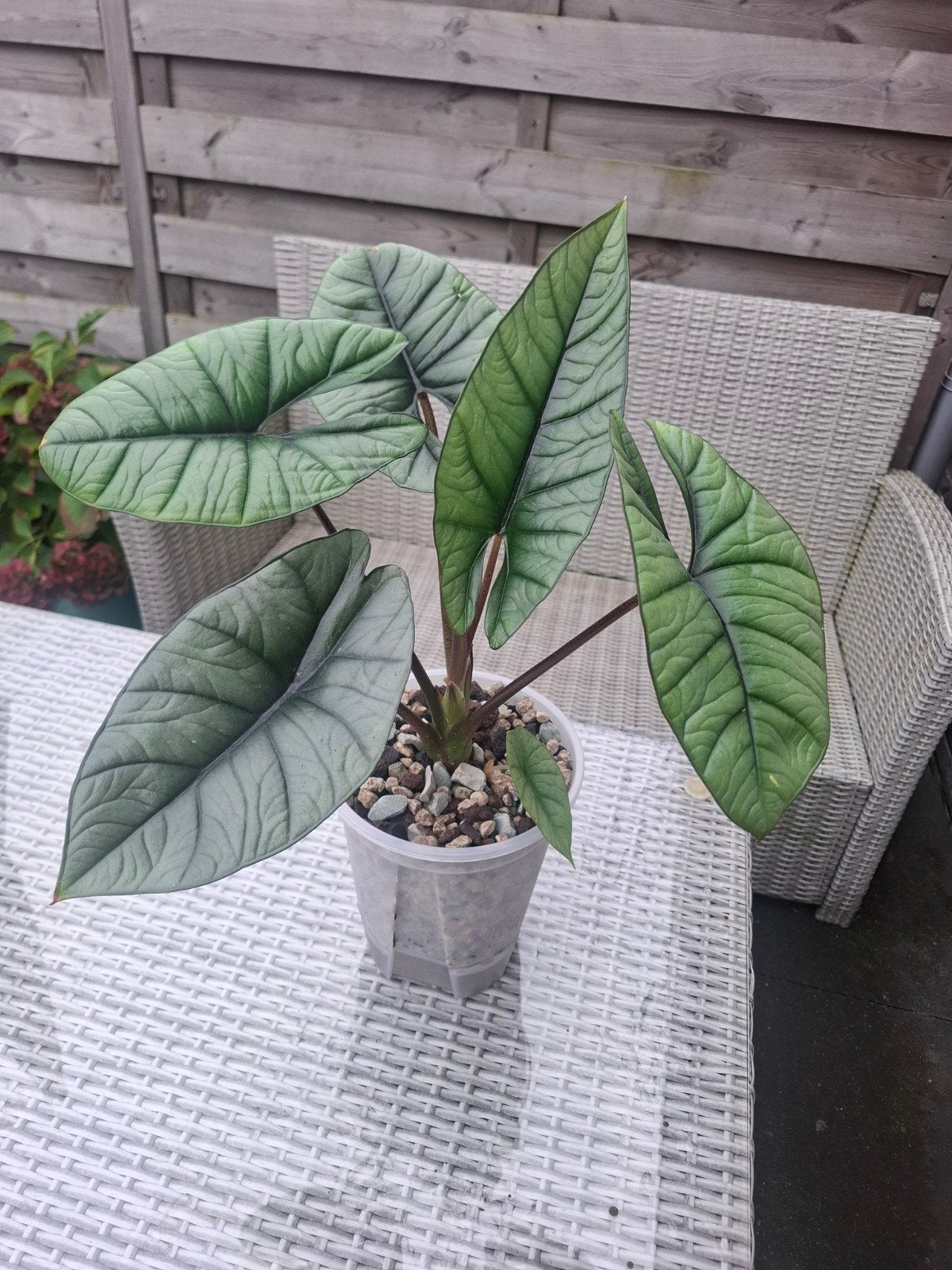 Alocasia 'platinum', Ophalen of Verzenden, Halfschaduw, Minder dan 100 cm
