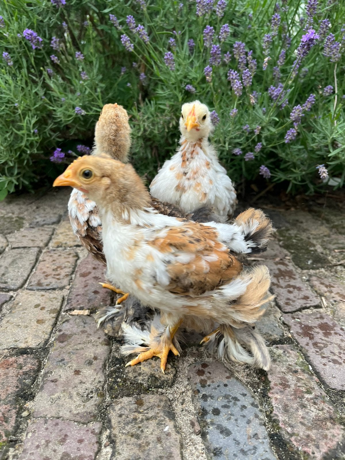 3 kuikenrjes van onze Cochin kriel kippen, Geslacht onbekend, Kip
