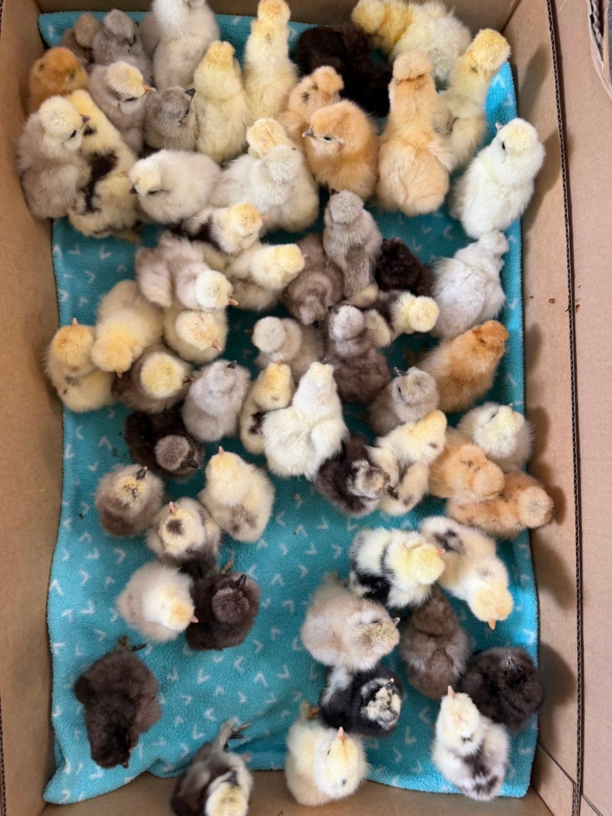prachtige Usa zijdehoen gesekste hen🐥kuikens 1 okt geent✅, Dieren en Toebehoren, Vrouwelijk, Kip