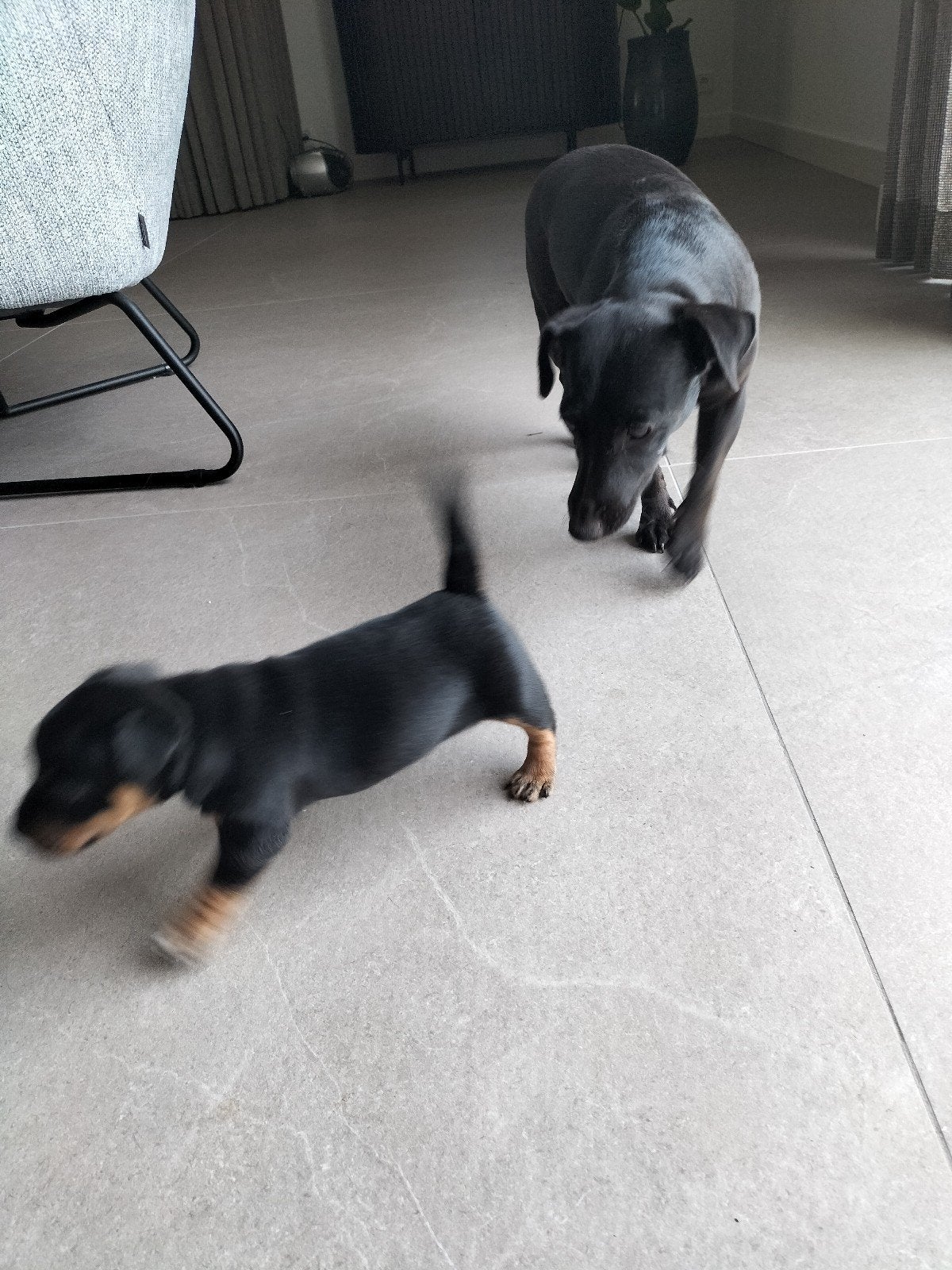 Jack Russell, Jack Russell Terriër, Reu, 8 tot 15 weken, Eén hond