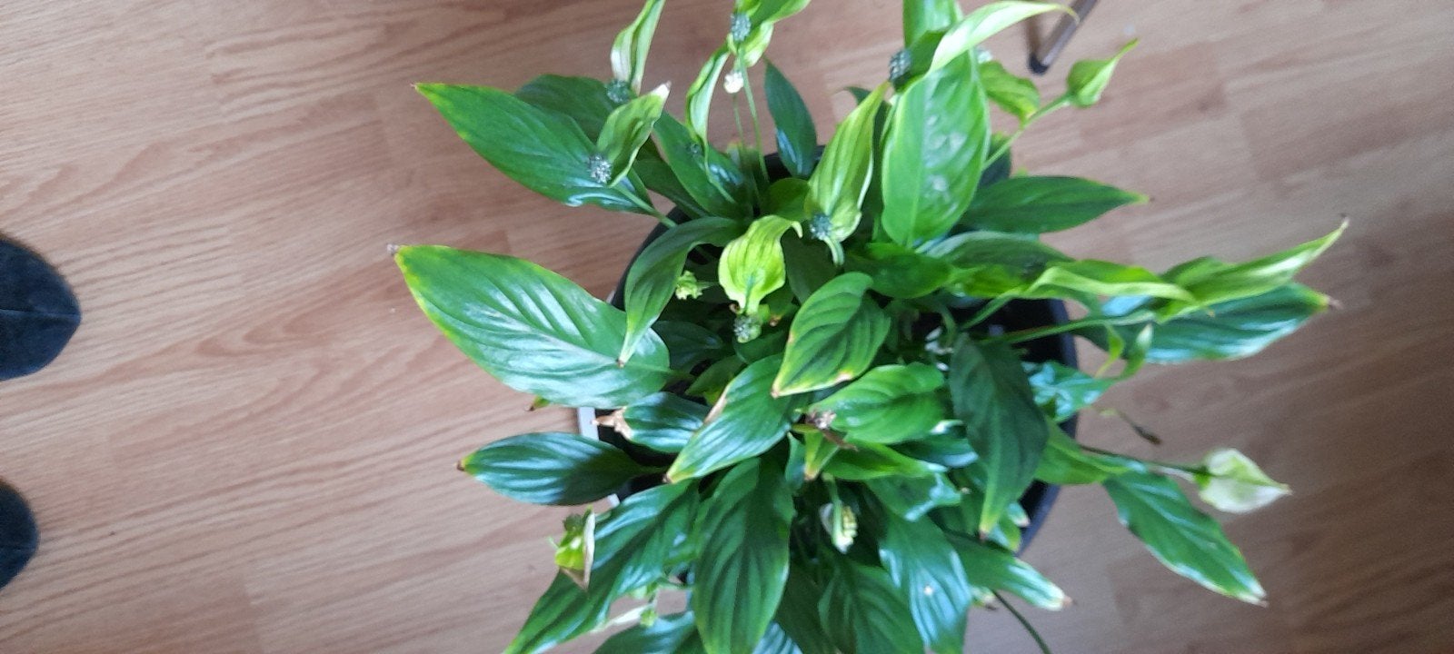 Mooie Lepelplant (Spathiphyllum) - 40cm doorsnee, 30cm hoog, Vaste plant, Bloeit niet, Halfschaduw, Ophalen