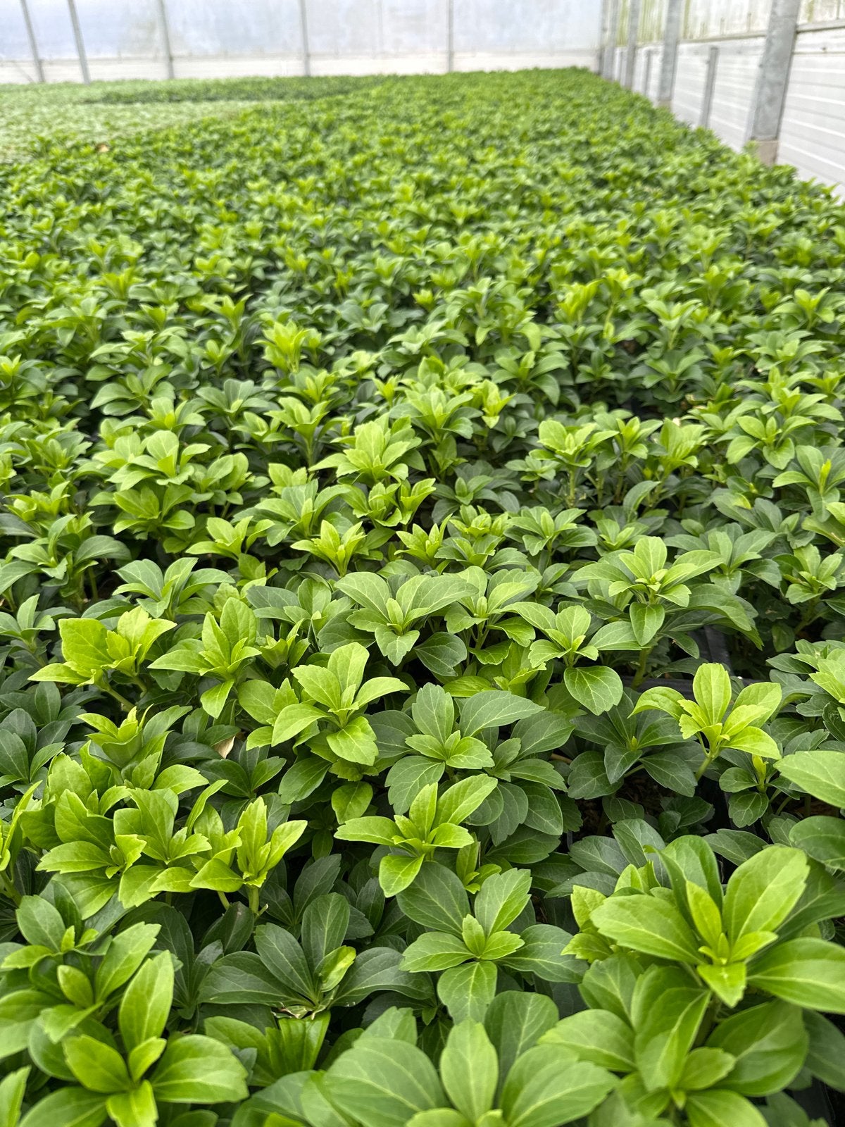 Pachysandra Green Carpet P9 - Bodembedekker, Bodembedekkers, Vaste plant, Ophalen of Verzenden, Volledige schaduw