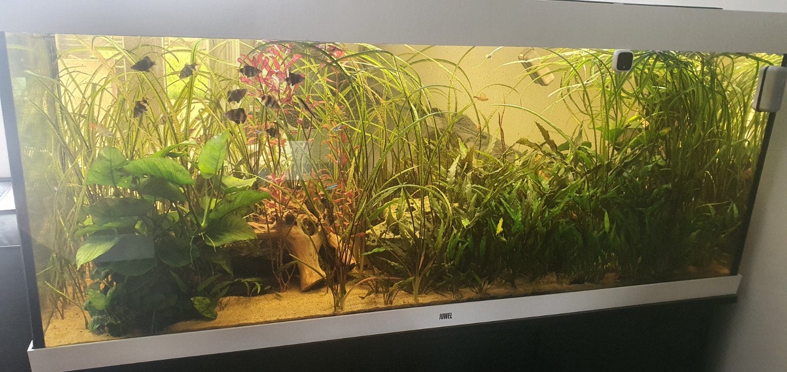 Diverse zoet water aquariumplanten te koop, Dieren en Toebehoren, Vissen | Aquaria en Toebehoren, Ophalen of Verzenden, Nieuw