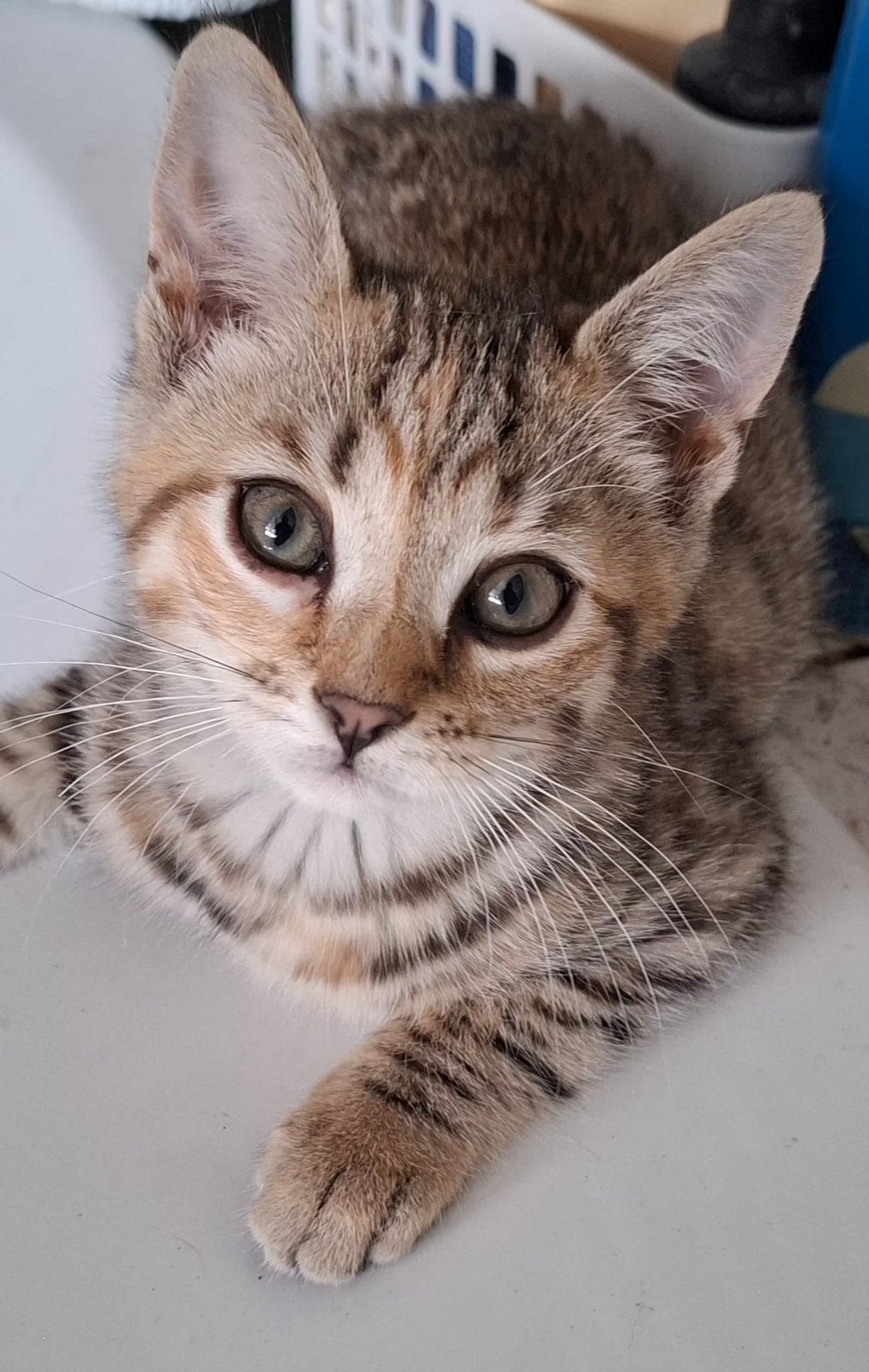 Lieve toyger kruising kittens, Dieren en Toebehoren, Meerdere dieren