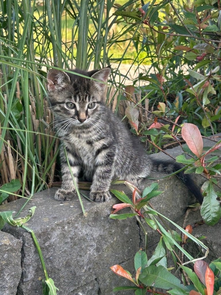 Kittens te koop, Dieren en Toebehoren, Katten en Kittens | Raskatten | Korthaar, Meerdere dieren, Ontwormd, 0 tot 2 jaar