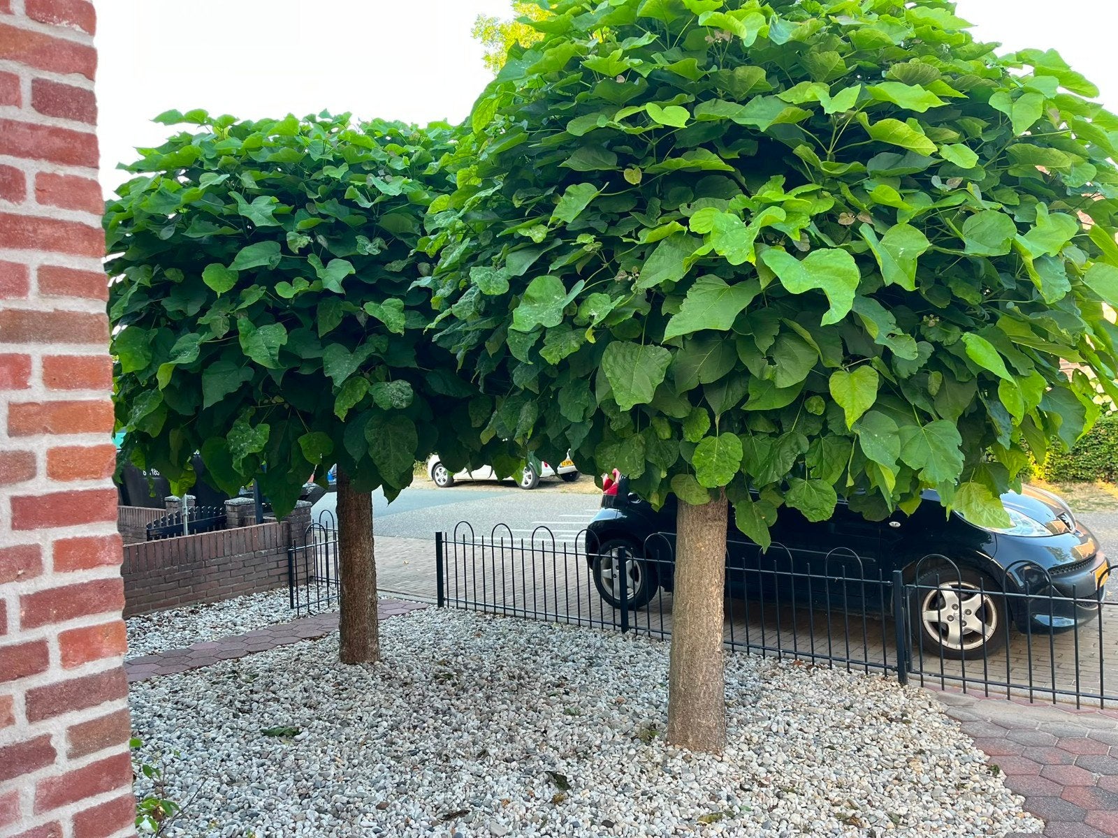 Twee bolcatalpa's gratis ophalen (zelf uitgraven), Tuin en Terras, Planten | Bomen, Ophalen, Bolboom, 250 tot 400 cm