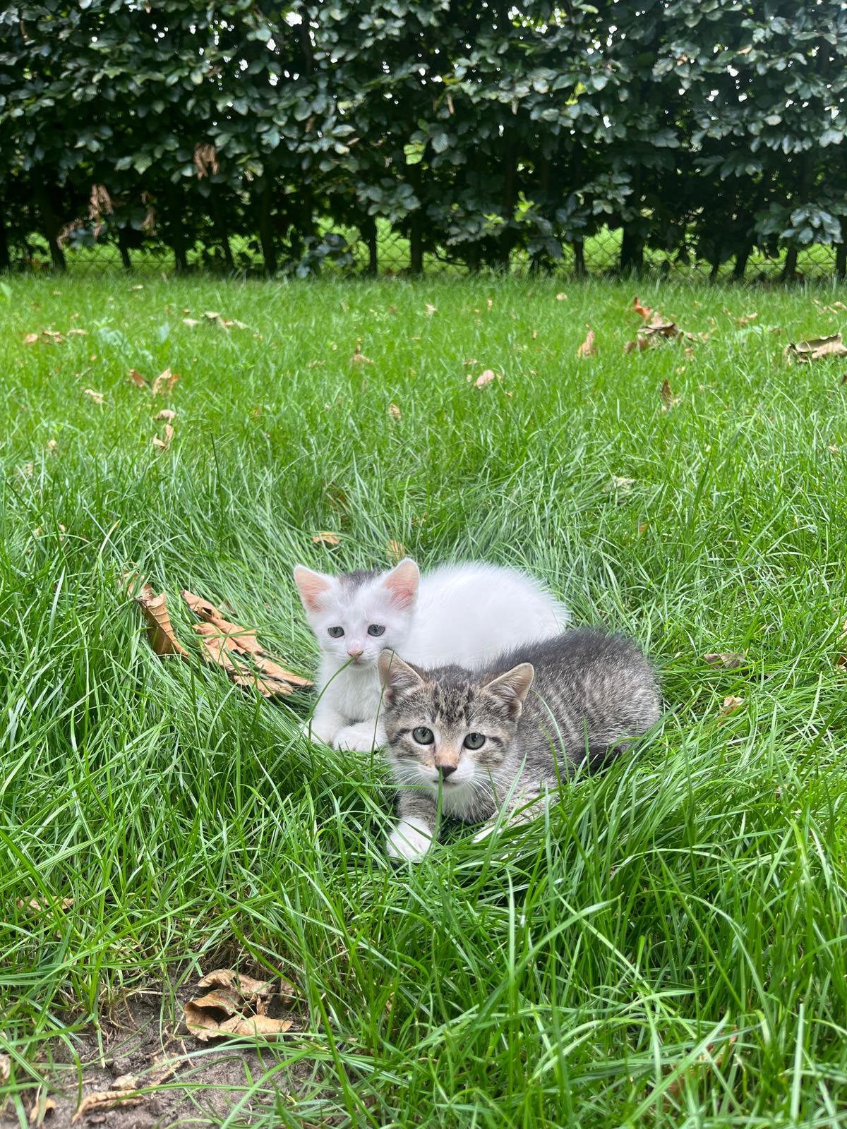 Lieve boerderij kittens, Dieren en Toebehoren