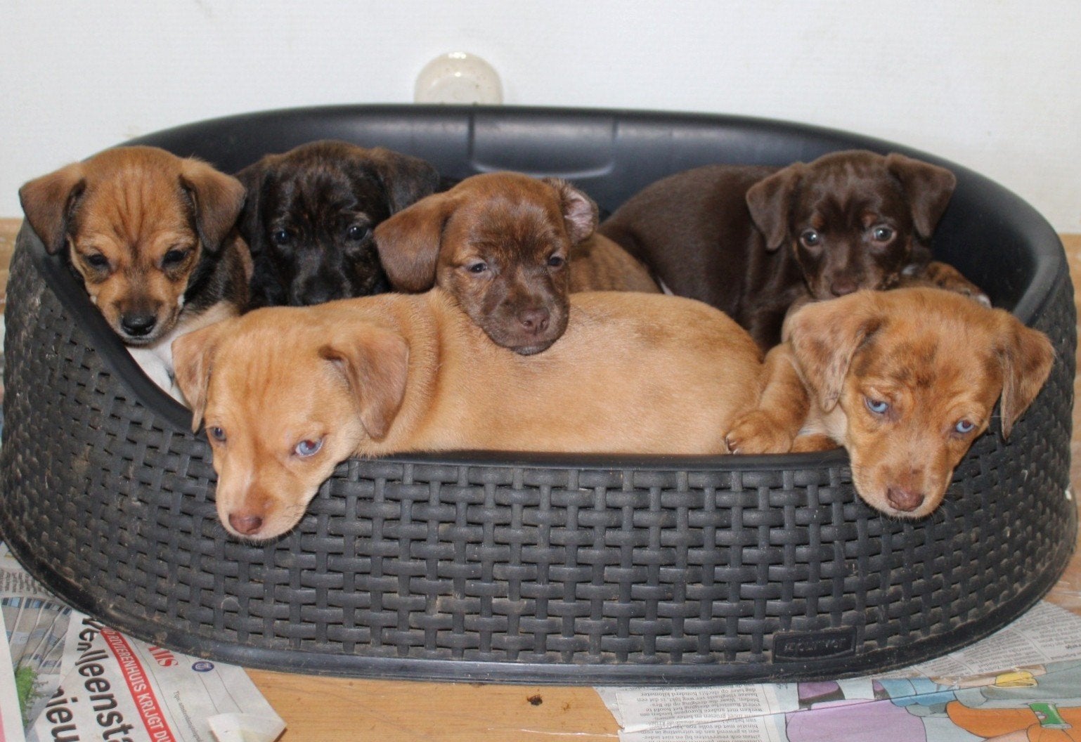 Bijzonder gekleurde Jack Russell pups, Dieren en Toebehoren, Honden | Jack Russells en Terriërs, Jack Russell Terriër, 8 tot 15 weken
