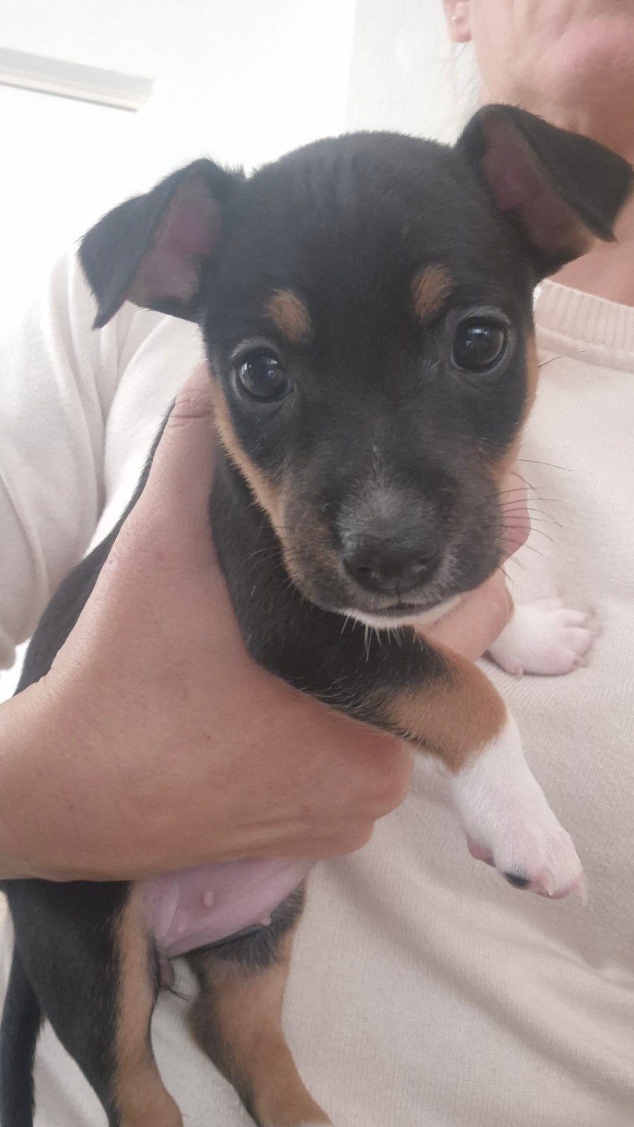 Jack Russel pups, Dieren en Toebehoren, Jack Russell Terriër, 8 tot 15 weken, Meerdere, Meerdere dieren