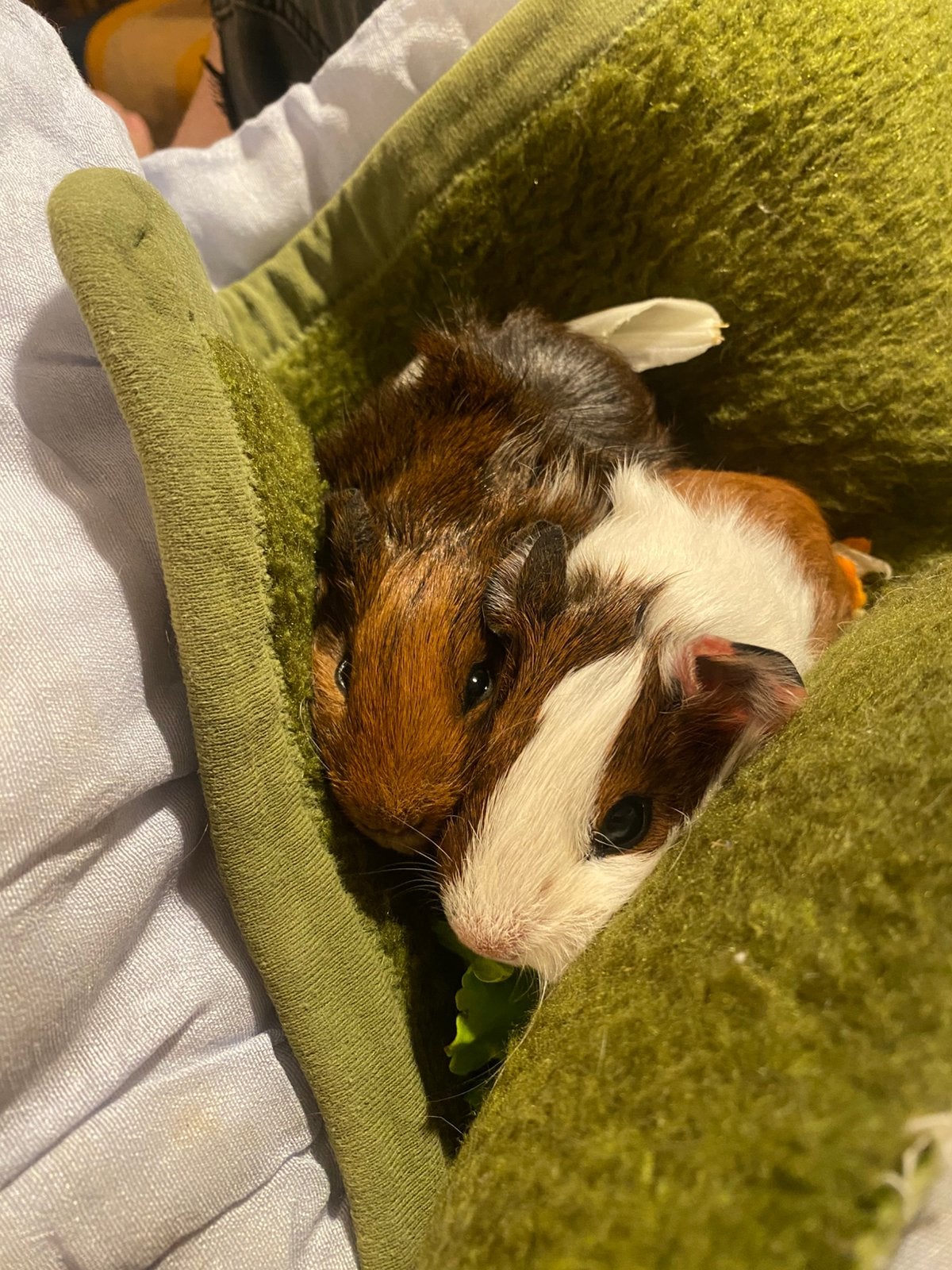 Twee cavia broertjes, Dieren en Toebehoren, Knaagdieren, Mannelijk, Cavia, Juni, Tam