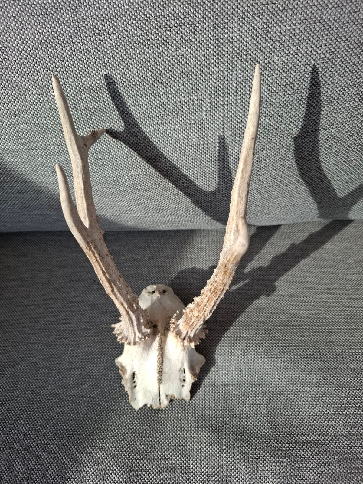 Hertenkop met gewei - Decoratief en uniek, Ophalen of Verzenden, Gebruikt, Hert, Gewei of Kop