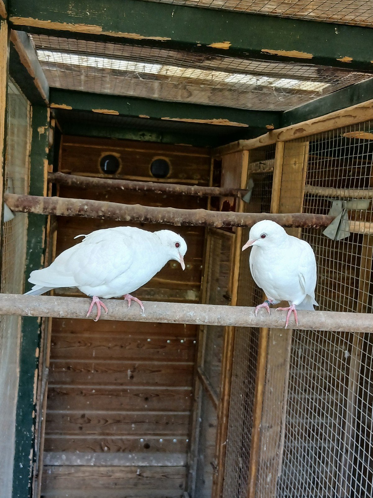 Te koop een jong koppel witte tortels

Orgineel geringd

Ze, Dieren en Toebehoren, Meerdere dieren, Overige soorten
