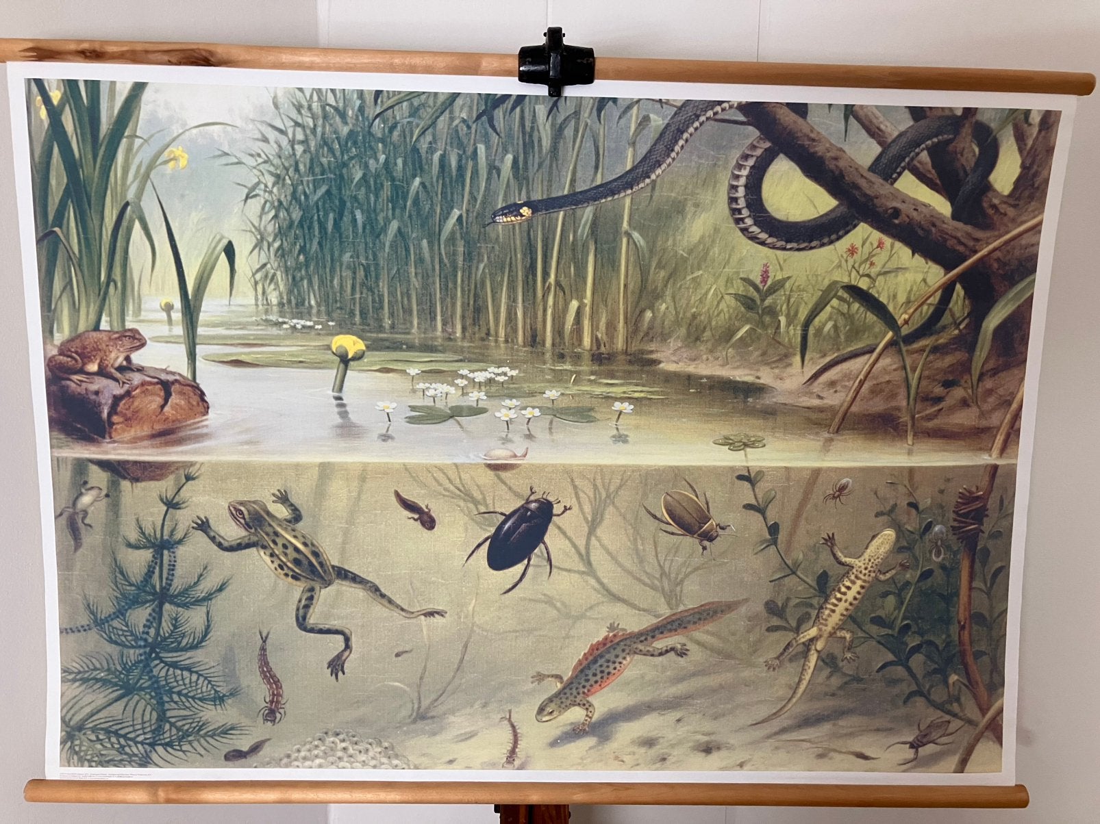 Schoolplaat in sloot en plas, Ophalen of Verzenden, Natuur en Biologie