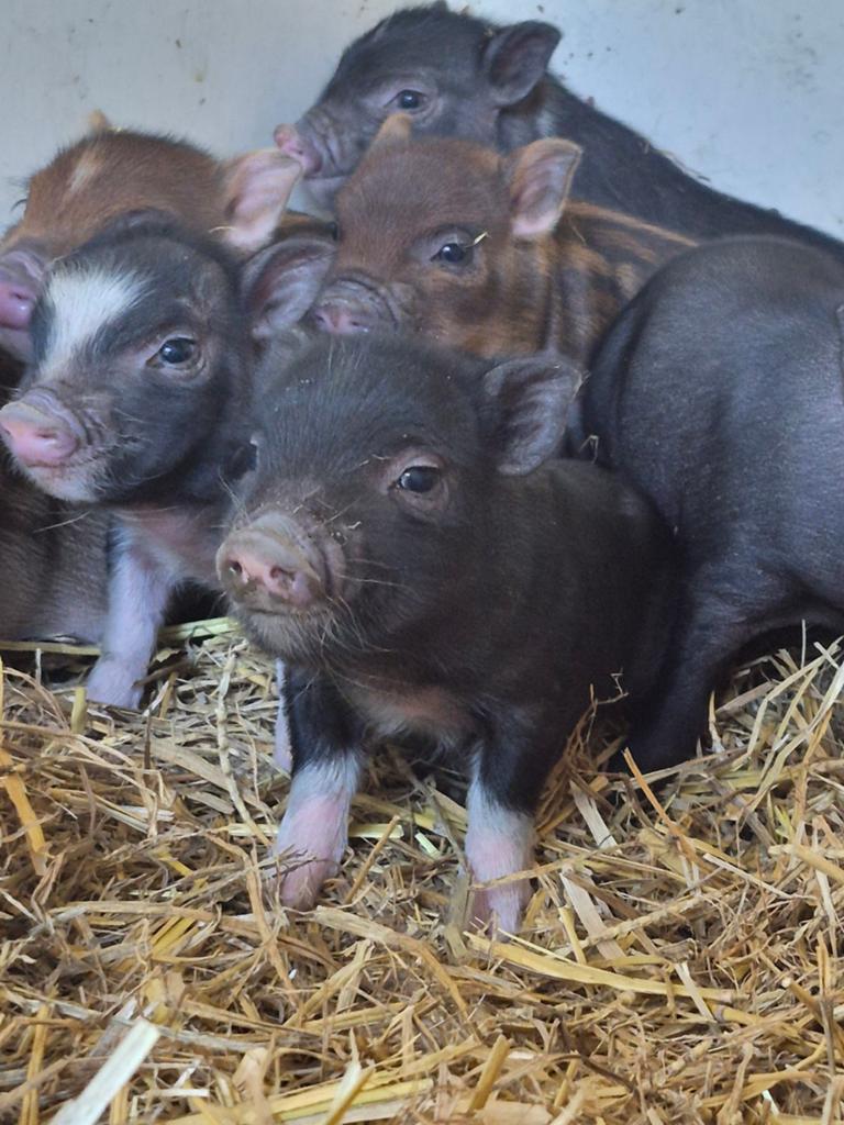 Gottinger minivarken biggen, Dieren en Toebehoren