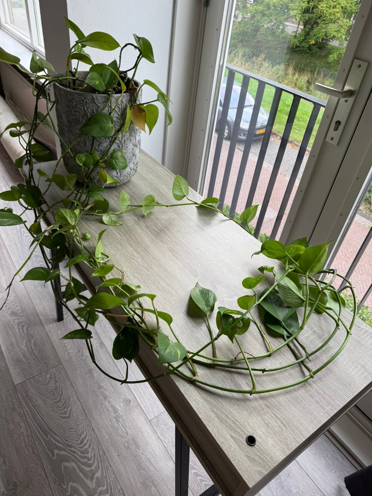 Drakenklimop met pot, Huis en Inrichting, Ophalen, Halfschaduw, In pot, Minder dan 100 cm