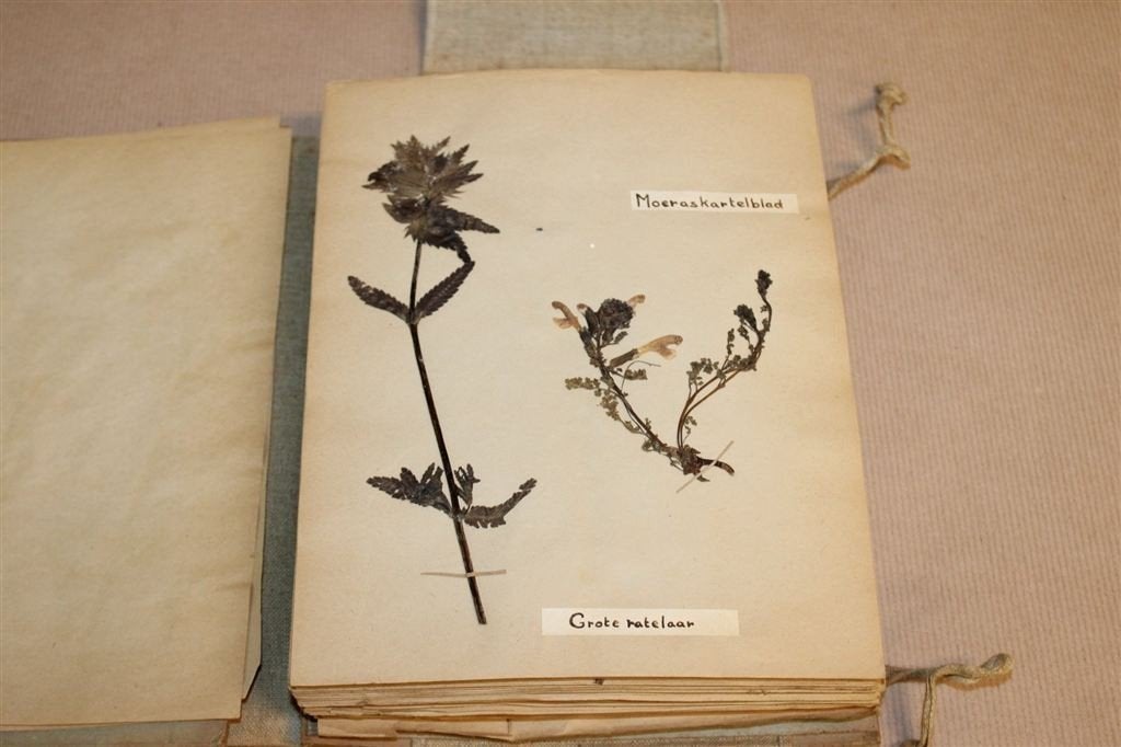 Uniek Herbarium — Plantenalbum ca. 1930 Vintage, Antiek en Kunst, Antiek | Boeken en Bijbels, Ophalen of Verzenden