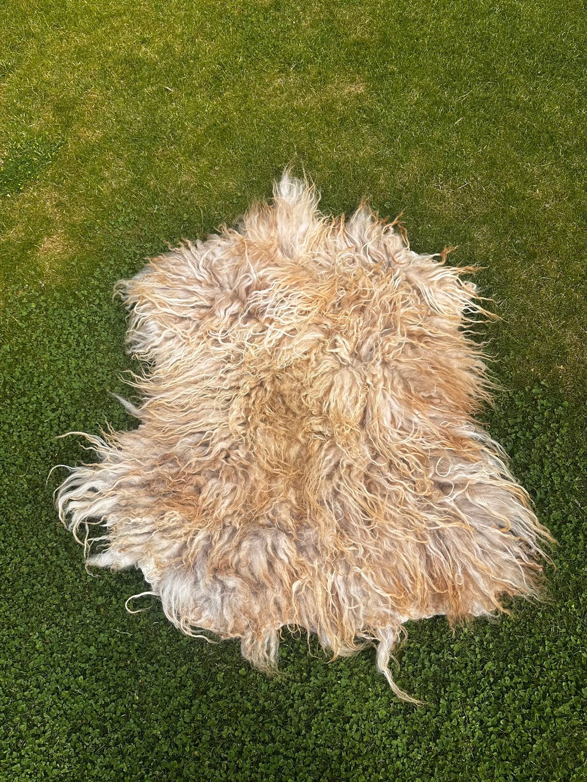 3 gevilte schapenvachten Drents Heideschaap, 50 tot 100 cm, Nieuw, Overige vormen, Bruin