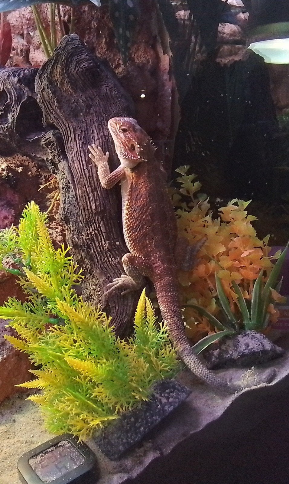 Te koop of te ruil baardagaam man Bearded Dragon - male for sale from Marion