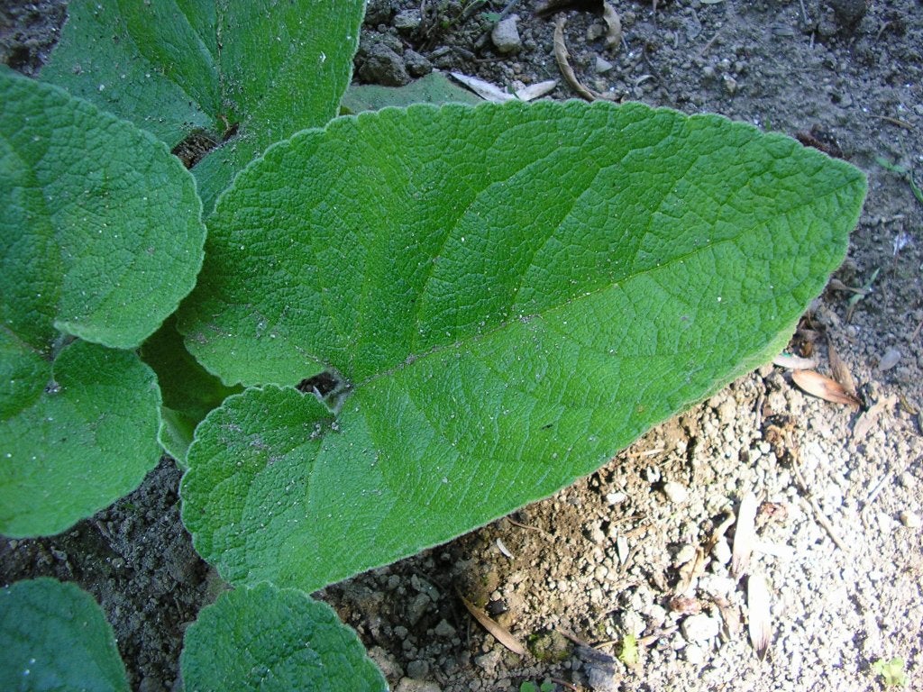Brandkruid, Volle zon, Vaste plant, Zomer, Ophalen