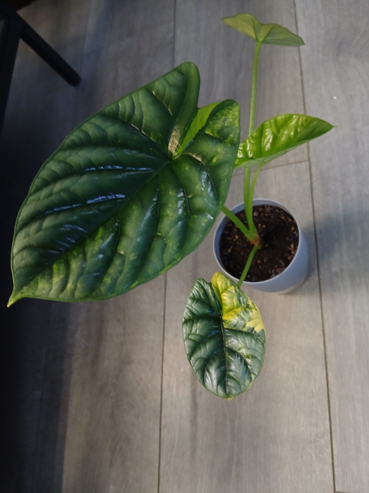 Alocasia Sinuata variegata, Ophalen of Verzenden, Halfschaduw, Minder dan 100 cm