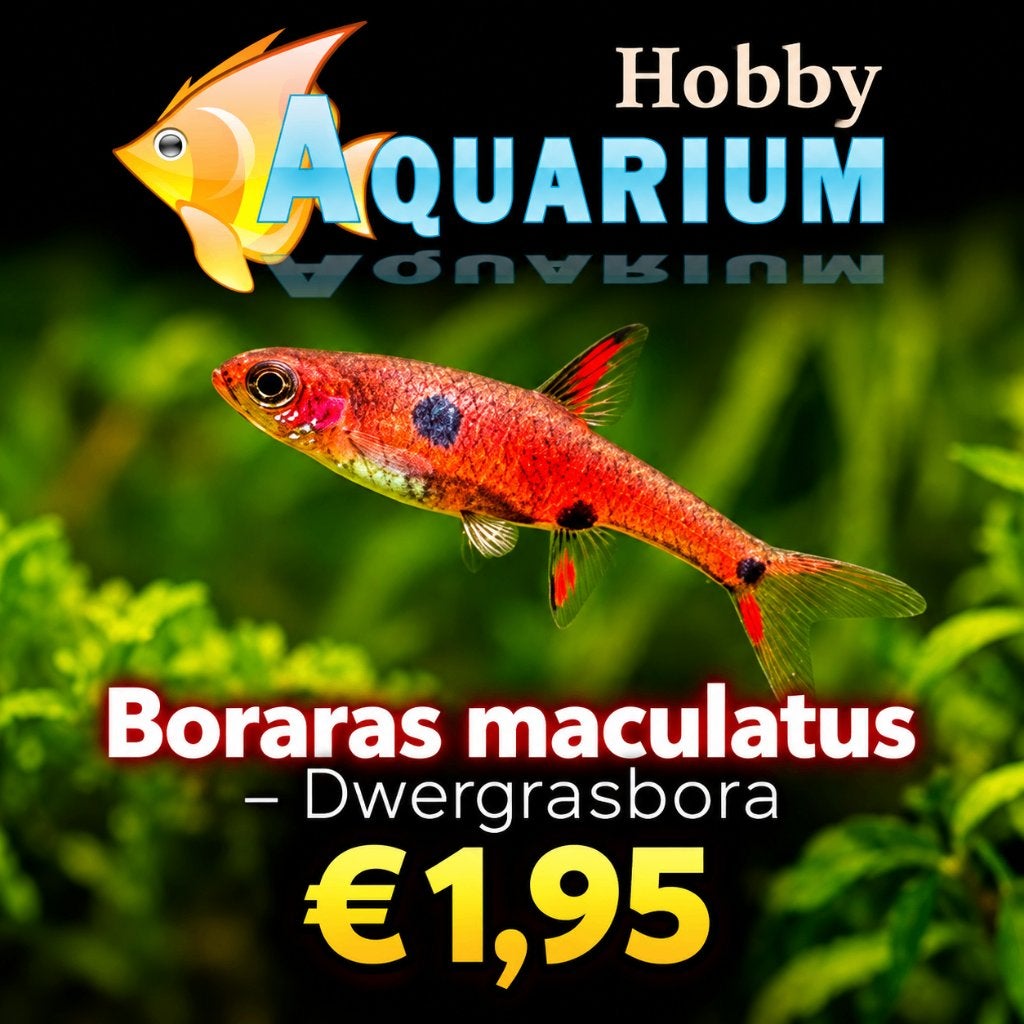Hobbyaquarium overzicht vissen / aktie 9 tot13 September, Vis, Zoetwatervis, Schoolvis
