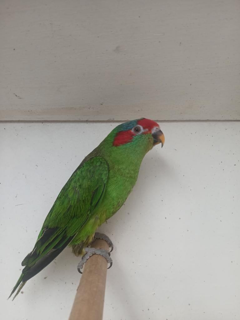 Lori lorie lories, Dieren en Toebehoren, Vrouwelijk, Papegaai