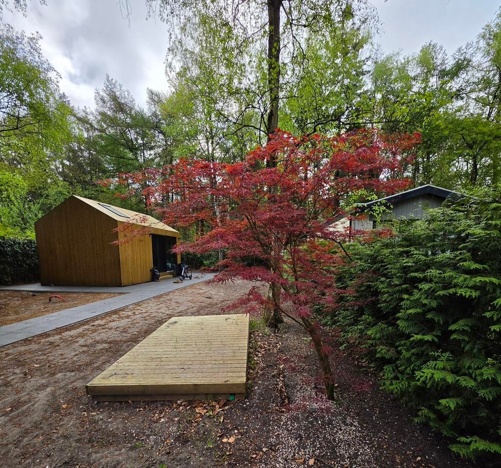 Grote Japanse Esdoorn te koop in Epe, Veluwe. Circa 2,5/3 m., Tuin en Terras, Planten | Bomen, Ophalen, Halfschaduw, Overige soorten