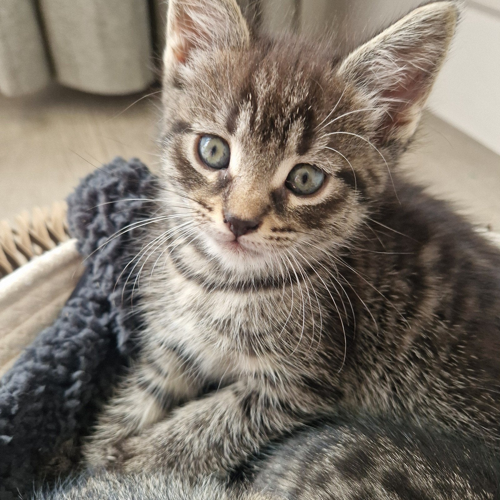 Lieve kittens - poesjes/katten, Meerdere dieren, Kortharig, 0 tot 2 jaar