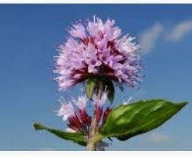 Mentha aquatica, watermunt, palingkruid, GRATIS, Tuin en Terras, Planten | Tuinplanten, Ophalen, Volle zon, Vaste plant, Zomer