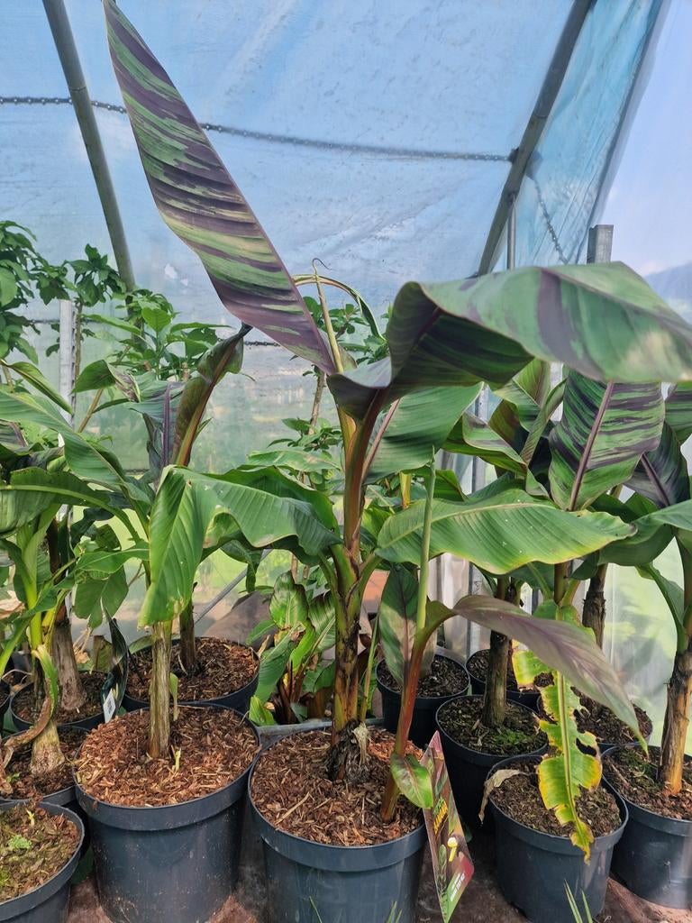 Mooie musa ever red te koop., Minder dan 100 cm, Volle zon, In pot, Overige soorten