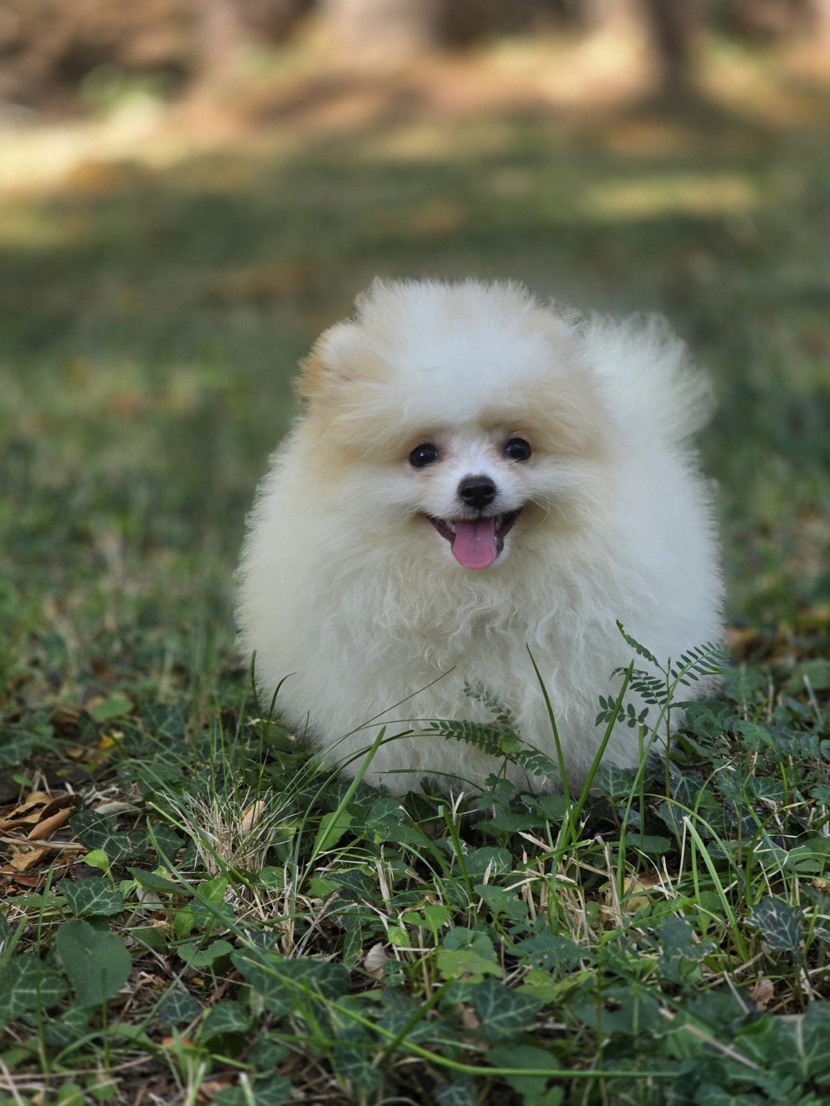 Pomeriaan pup teefje, Dieren en Toebehoren, Keeshond, 15 weken tot 1 jaar, Teef, Parvo
