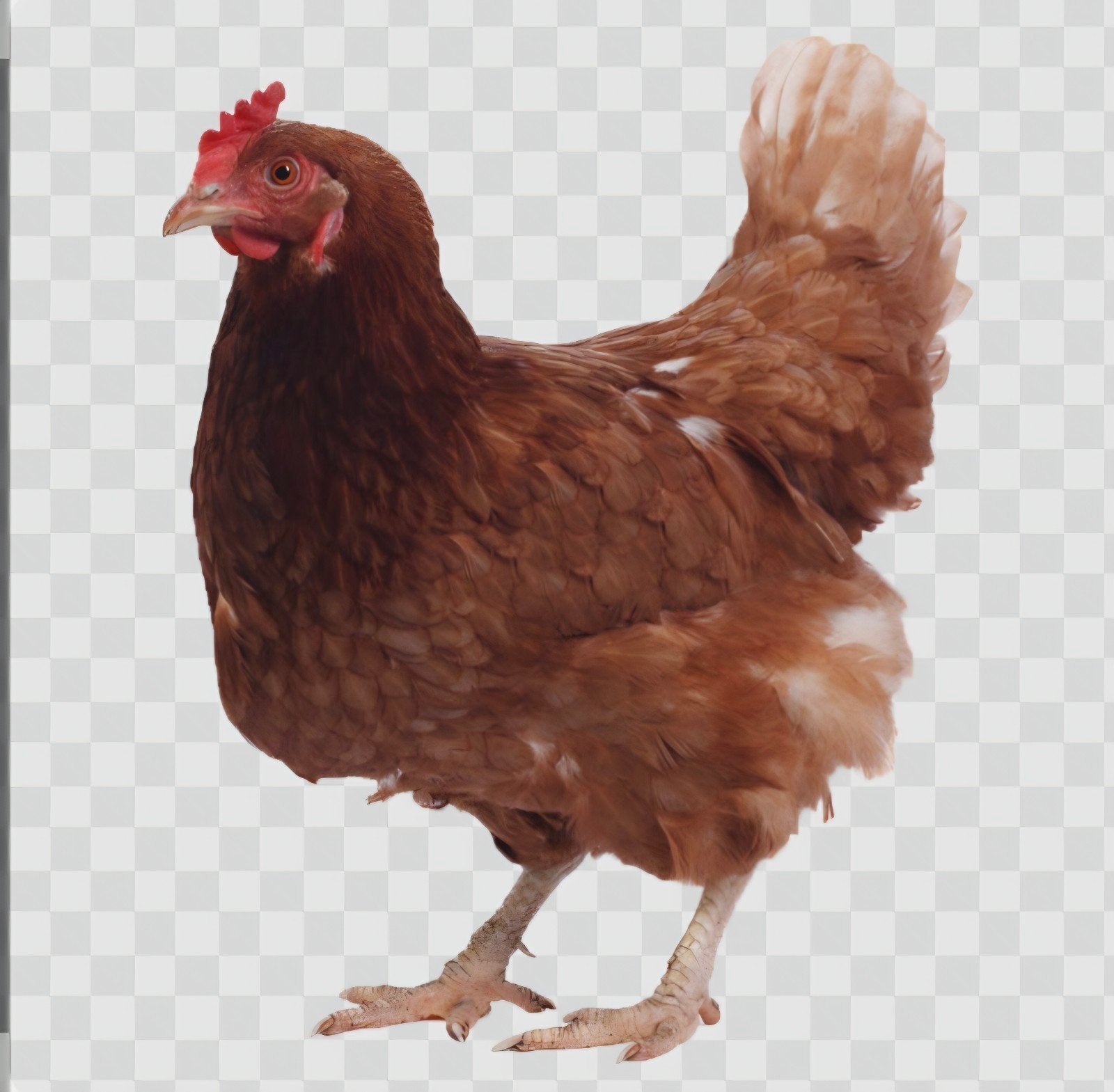 7 kippen, Dieren en Toebehoren